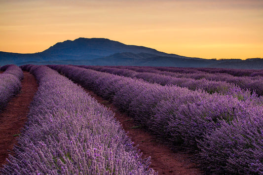 Bridestowe Lavender Farm Tasmania peak bloom with purple lavender rows and golden sunset light