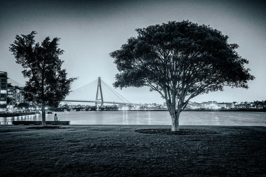 Black and white photograph of Teatree at dusk with person on bench at Jacksons Landing Pyrmont Sydney harbour