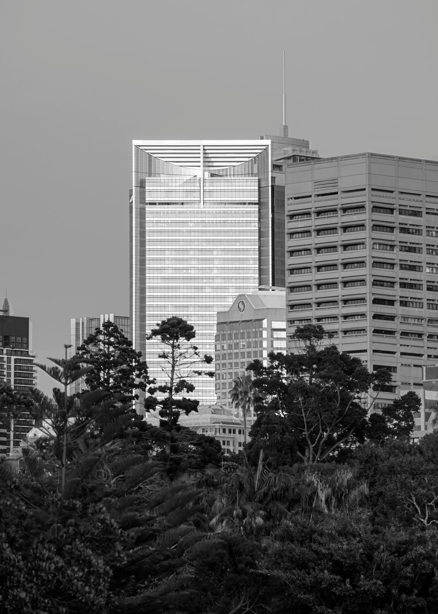 Black and white telephoto photograph of ANZ Tower Sydney framed by Domain tree silhouettes from Farm Cove morning light