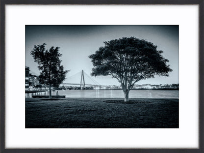 Teatree at Dusk, Jacksons Landing
