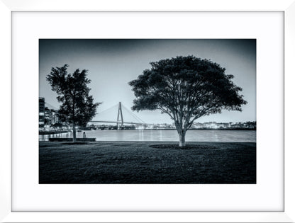 Teatree at Dusk, Jacksons Landing