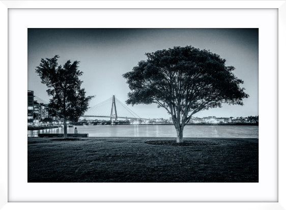 Teatree at Dusk, Jacksons Landing