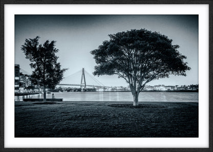 Teatree at Dusk, Jacksons Landing