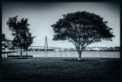 Teatree at Dusk, Jacksons Landing