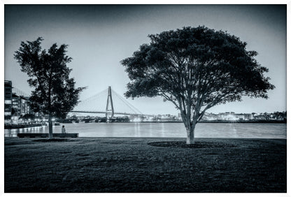 Teatree at Dusk, Jacksons Landing