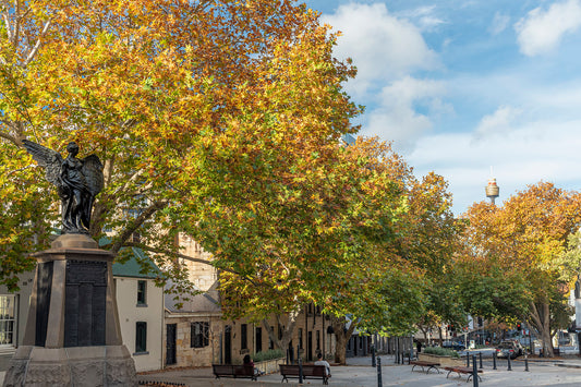 Color autumn photograph Union Square Pyrmont London Plane trees peak autumn foliage golden yellow Sydney