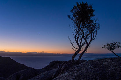 Solitary weathered tree on Mt Amos summit Tasmania at dusk with granite rock and twilight sky