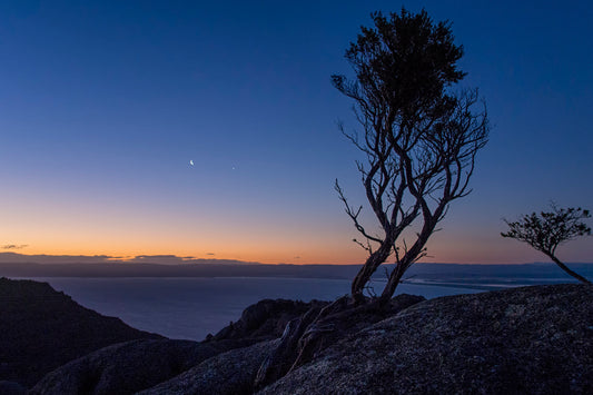 Solitary weathered tree on Mt Amos summit Tasmania at dusk with granite rock and twilight sky