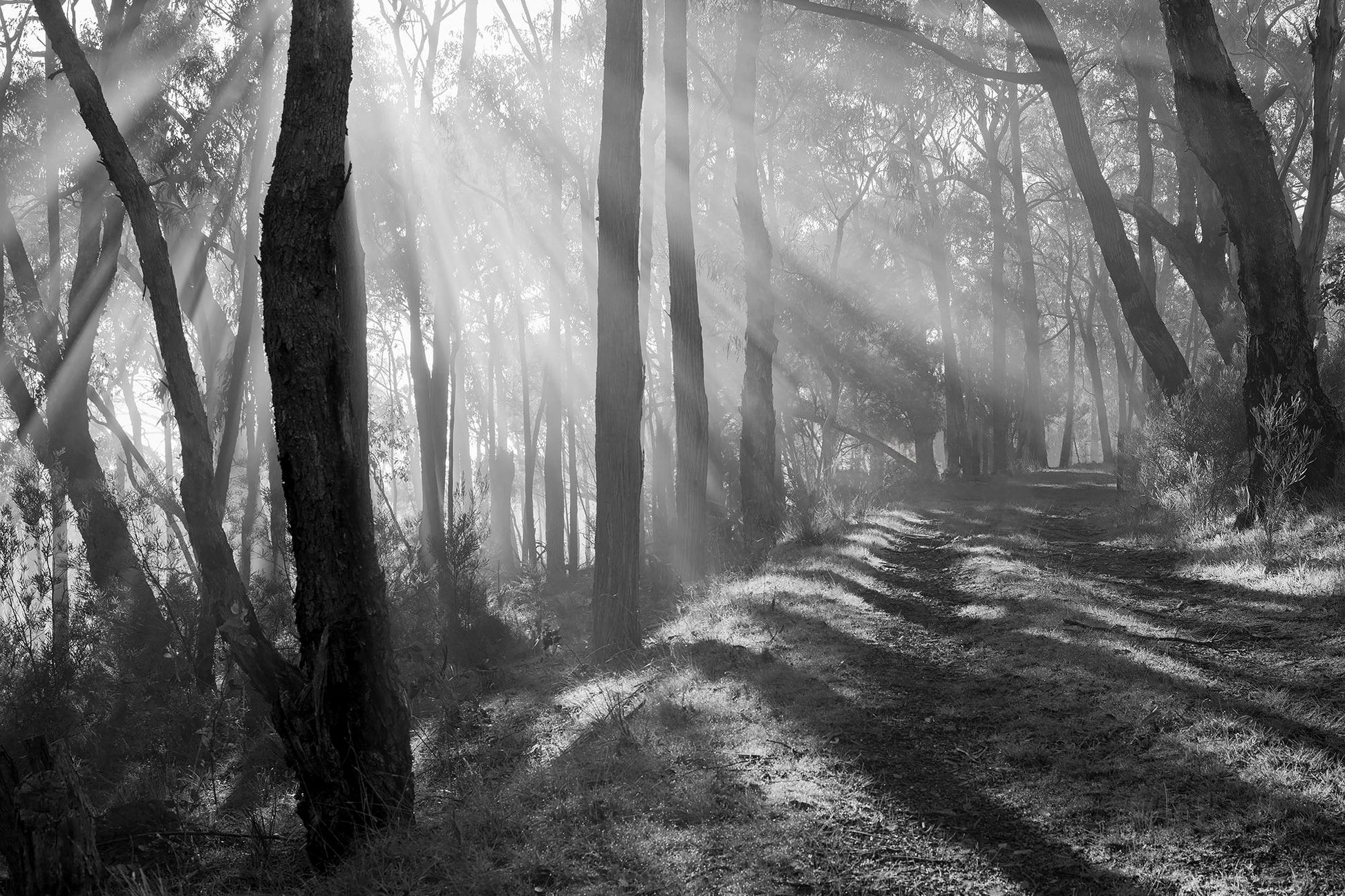 Black and white photograph of fog and light shafts through native Australian trees with pathway Coldstream nature reserve