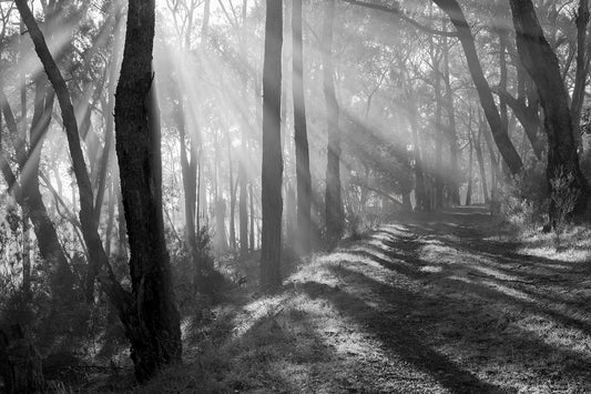 Black and white photograph of fog and light shafts through native Australian trees with pathway Coldstream nature reserve