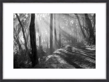 Pathway of Promise