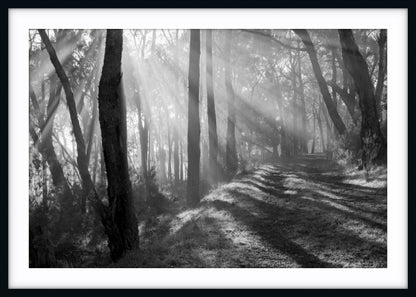 Pathway of Promise