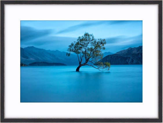 That Wanaka Tree