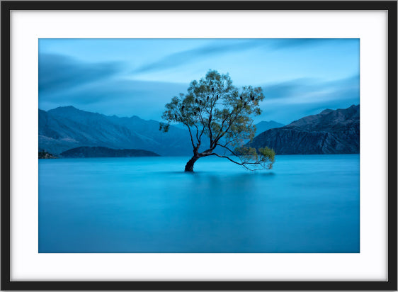 That Wanaka Tree
